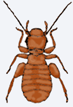 ヒラタチャタテ