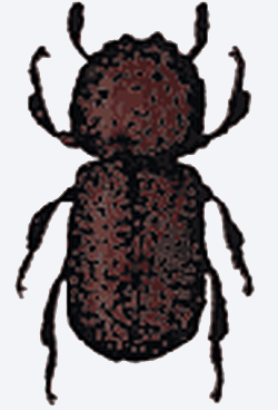 チビタケナガシンクイムシ