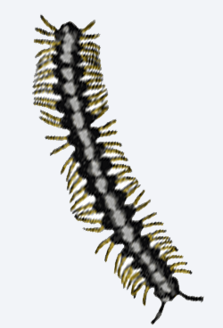 ヤスデ