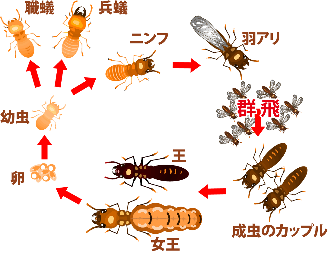 害虫まめ知識 株式会社コダマ 香川県高松市