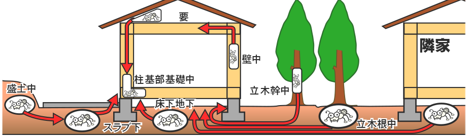シロアリの生態