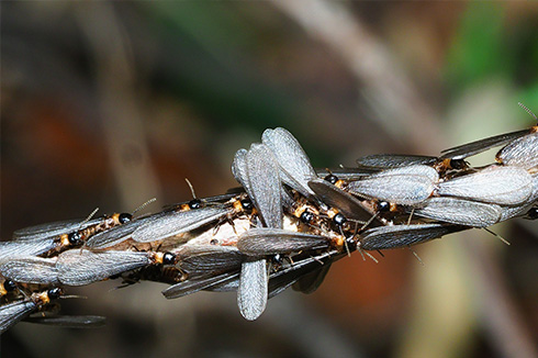 ヤマトシロアリ羽蟻